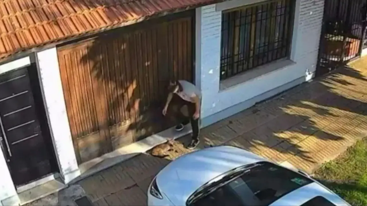 Conmoción en Temperley: luchan por salvarle la vida a un gato tras el aberrante ataque de un estudiante