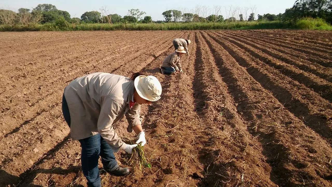 El Conicet creó una nueva herramienta para saber cómo El Niño afectará al campo argentino