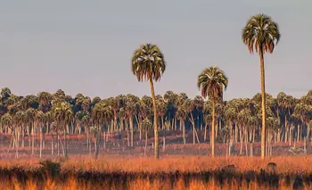 El tesoro escondido entre palmeras: el increíble Parque Nacional a 4 horas de CABA | Escapadas