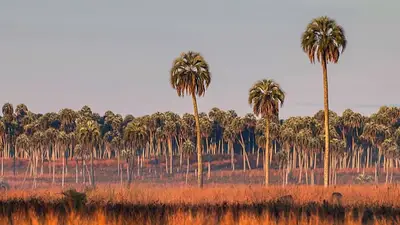 El parque nacional de Entre Ríos que fue una estancia, conserva ruinas coloniales y permite recorrer palmares, senderos y paisajes únicos. El parque nacional de Entre Ríos que fue una estancia, conserva ruinas coloniales y permite recorrer palmares, senderos y paisajes únicos.