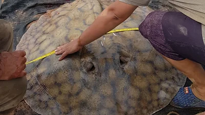 Una raya gigante recorrió 170 kilómetros en el Paraná y desafía todo lo que se creía sobre su comportamiento Una raya gigante recorrió 170 kilómetros en el Paraná y desafía todo lo que se creía sobre su comportamiento