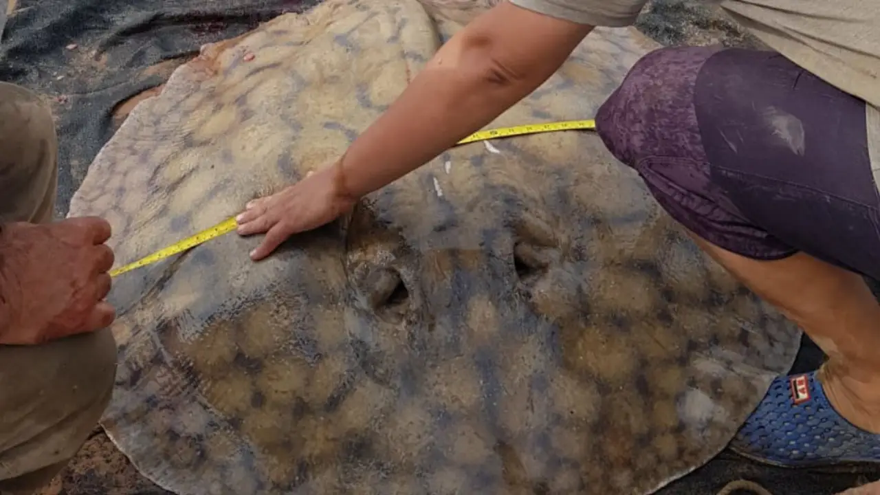 Una raya gigante recorrió 170 kilómetros en el Paraná y desafía todo lo que se creía sobre su comportamiento