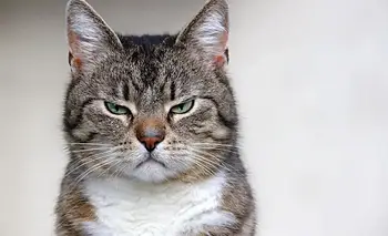 ¿Sabés si tu gato está sufriendo? Cinco signos en su cara que no podés ignorar | Mascotas