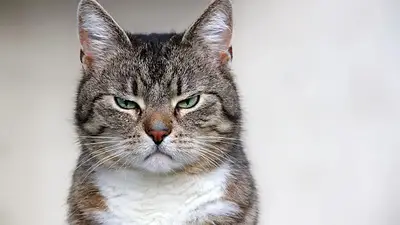 Gato enojado. Gato enojado.
