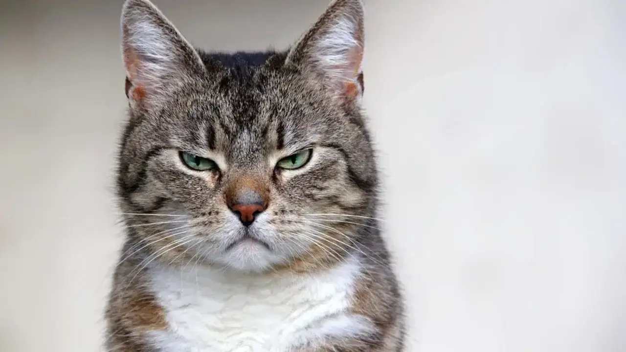 Gato enojado.