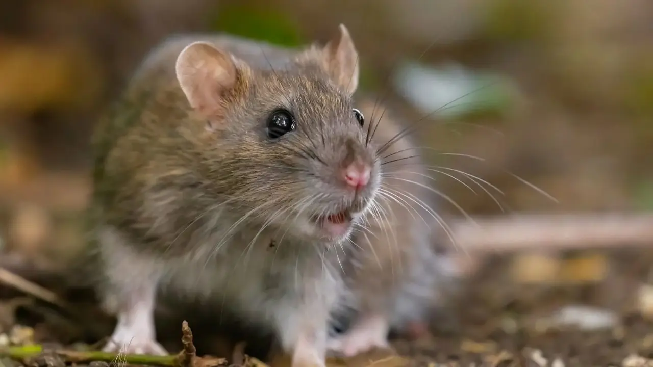 La mejor forma natural de ahuyentar a las ratas del jardín y sin usar trampas, según los expertos en plagas