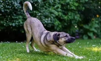 "No es casualidad": un especialista reveló que significa que tu perro se estire al verte | Mascotas