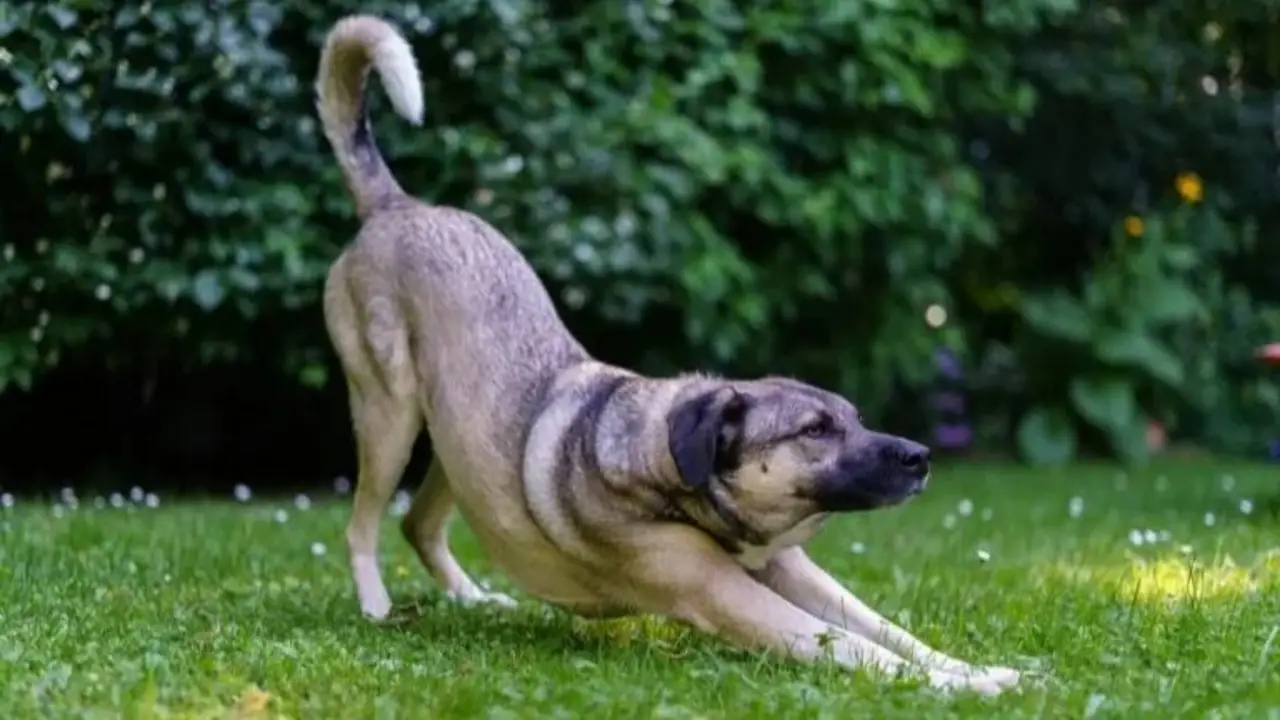 perro estirandose.