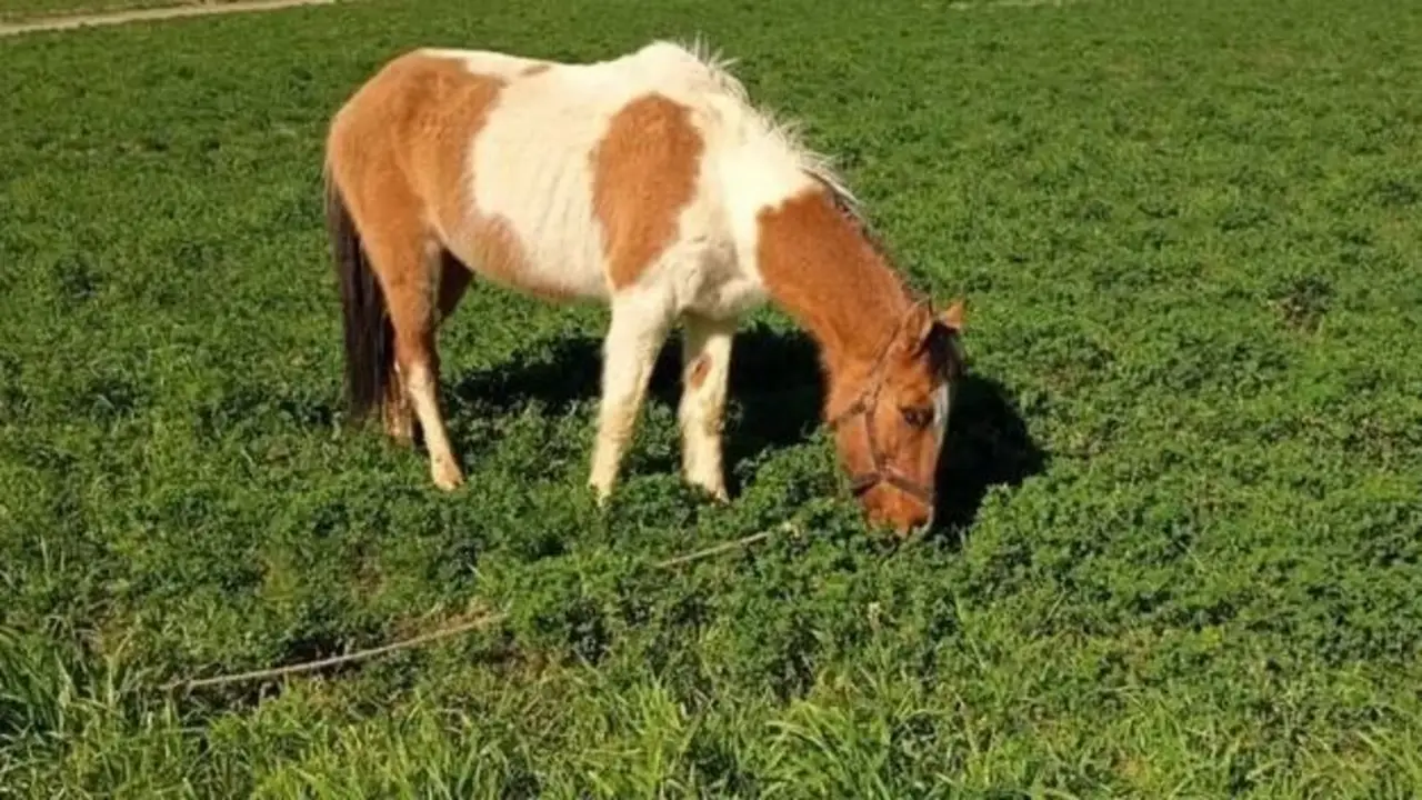 Río Negro: el dramático rescate de un caballo ciego que estuvo días atrapado entre las rocas de un embalse