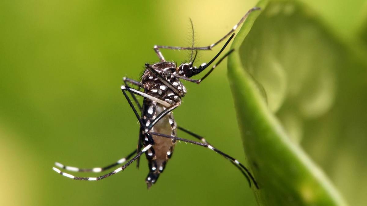 Alertan por el dengue: la Argentina debe prepararse para el próximo brote