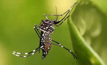 Alertan por el dengue: América Latina debe prepararse para el próximo brote | Salud