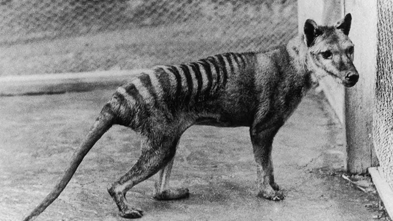 A 90 años de la muerte del "último" tigre de Tasmania, qué se sabe de los supuestos avistamientos