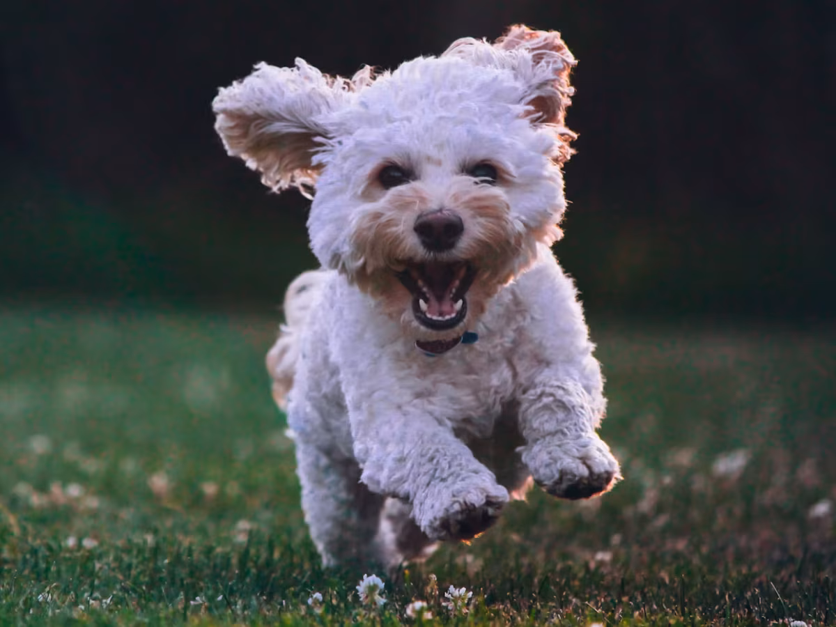 Perro corriendo. Perro corriendo.