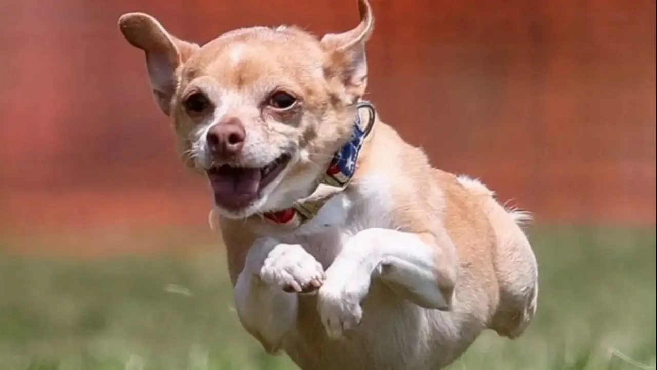 La historia de Ivy: la perrita rescatada de un contenedor que terminó salvando la vida de miles de pacientes