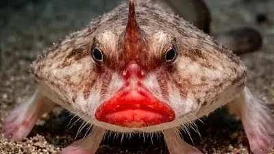Animales Animales