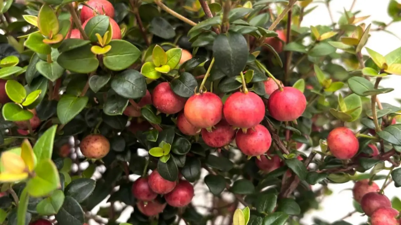 Cuál es el árbol que se convirtió en plaga. 