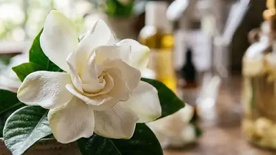 Qué es el perfume de gardenia. Qué es el perfume de gardenia.