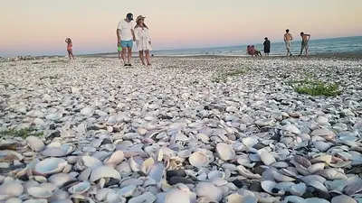 Le dicen el "Caribe oculto" de la Patagonia, tiene arenas blancas y hogar de manjares únicos Le dicen el "Caribe oculto" de la Patagonia, tiene arenas blancas y hogar de manjares únicos