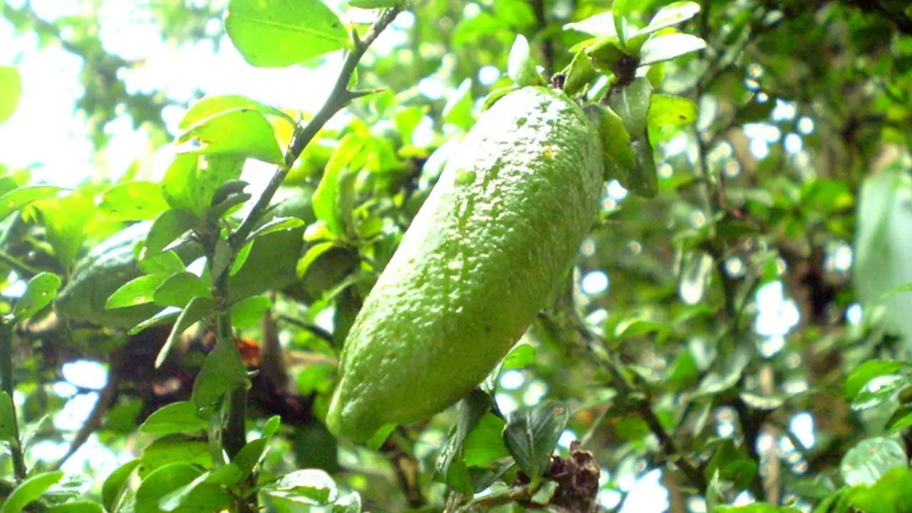 Asombro por el cítrico gourmet que se puede cultivar en maceta