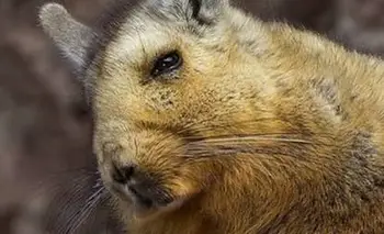 Parece un conejo pero es una de las especies más misteriosas | Animales
