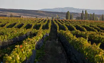 Un malbec argentino consagrado como el mejor vino del mundo | Vino
