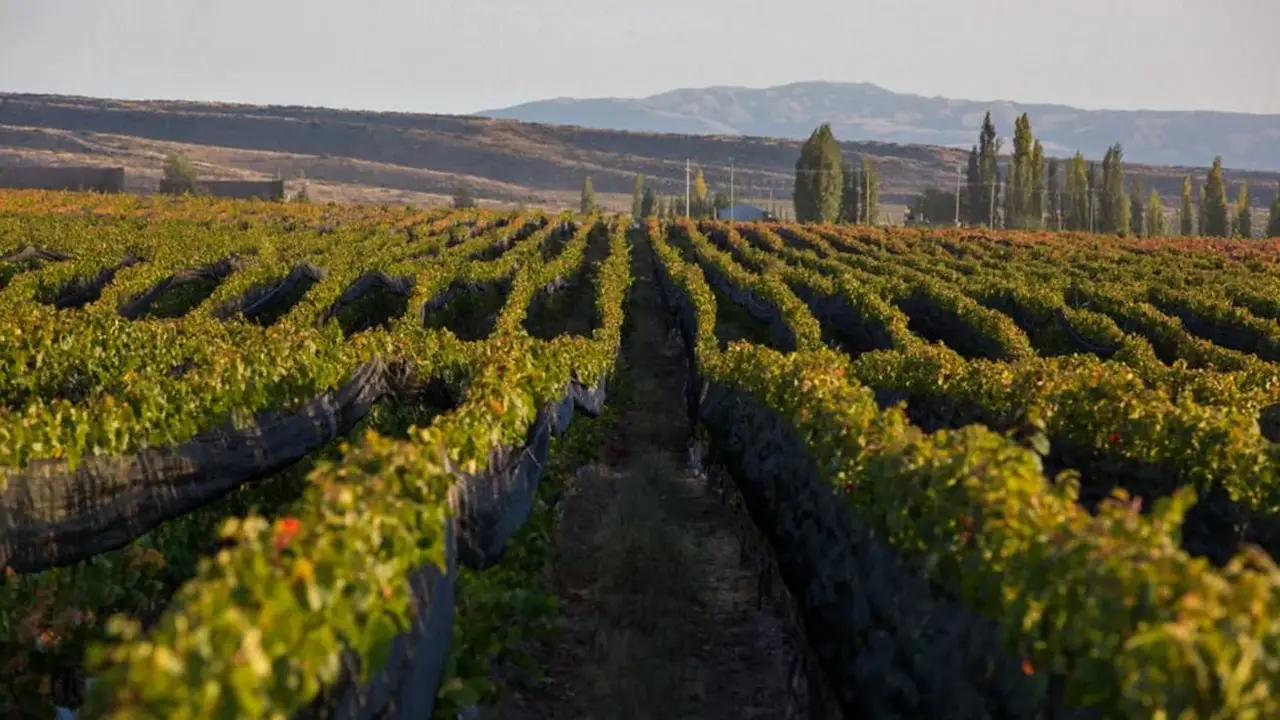 Asombro por el malbec argentino consagrado como el mejor vino tinto del mundo