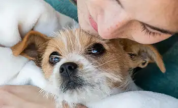 Proponen crear el primer cementerio público y un servicio de cremación para mascotas | Mascotas