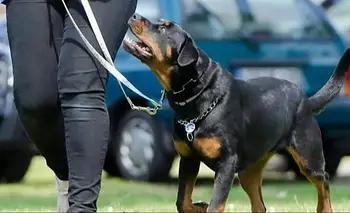 Caminaba con su perro y encontró 125 huesos humanos: confirmaron de qué se trataba | Hallazgo