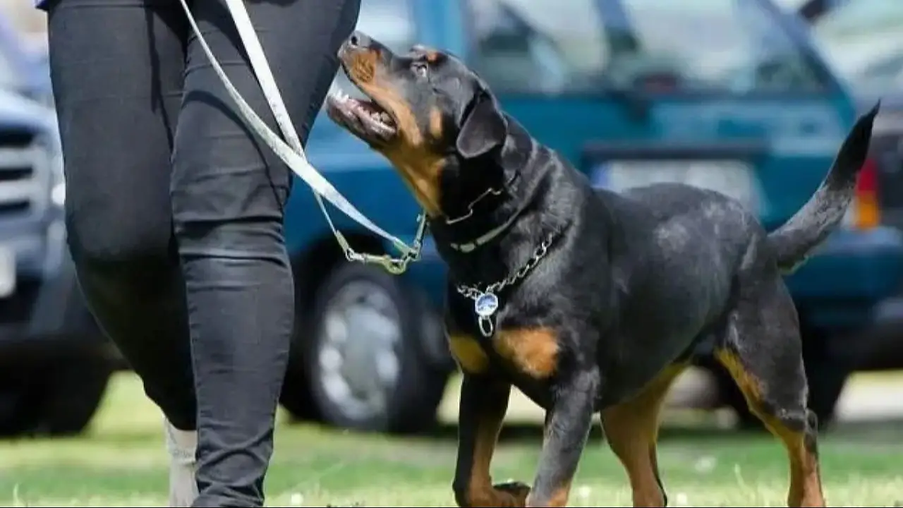 Caminaba con su perro y encontró 125 huesos humanos: confirmaron de qué se trataba