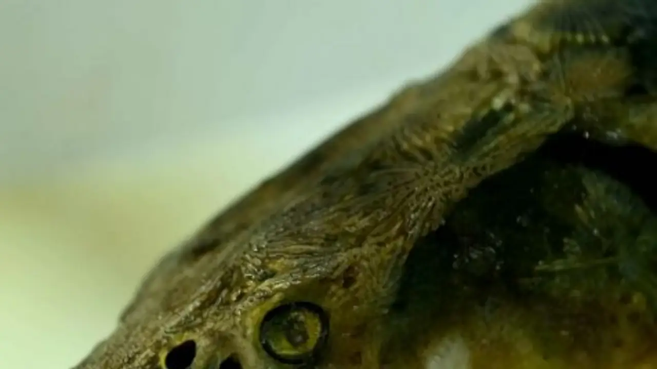 Alerta en el Río de la Plata: el CONICET busca a pescadores para investigar una extraña especie exótica