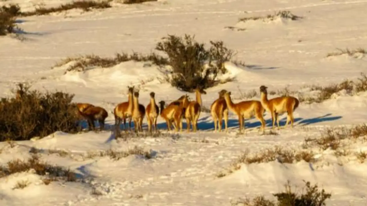 Aventura inédita en Santa Cruz: el fascinante safari sobre la Ruta 40 para ver pumas en plena nieve patagónica