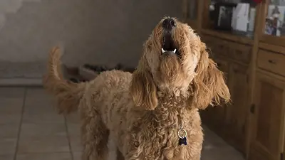 Perro aullando. Perro aullando.