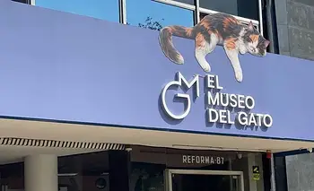 Para los amantes de los gatos: abrió el primer Museo del Gato del mundo | Museo