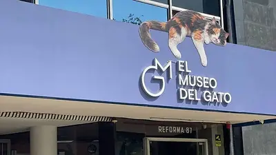 El Museo del Gato. El Museo del Gato.