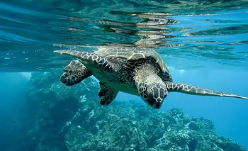 Pasar el verano en el Caribe cuidando tortugas marinas | Vacaciones
