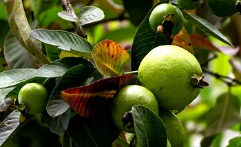 El árbol ideal para el hogar que mantiene sus hojas todo el año | Jardinería