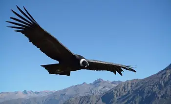 Un cóndor sorprendió a todos al aparecer en la precordillera chilena | Animales