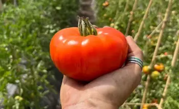 Asombro por el rescate genético de casi 200 variedades de tomate | Verduras