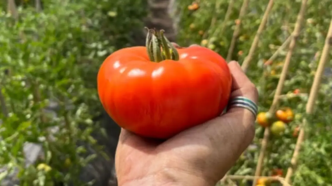 Tomate