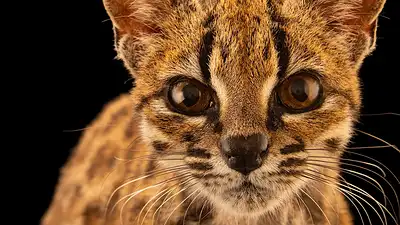 Animales Animales