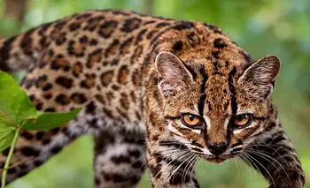 Descubren en Bolivia la primera nueva especie de felino en un siglo | Animales