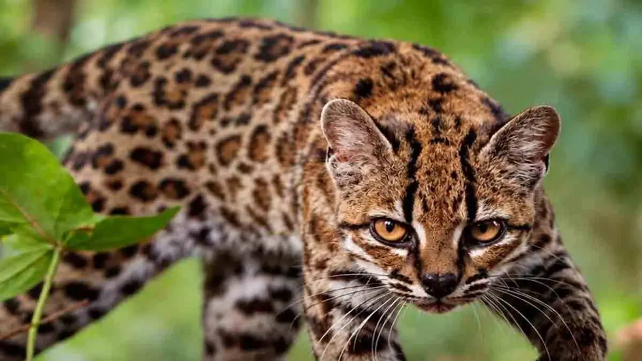 Leopardo de Tilcayo.