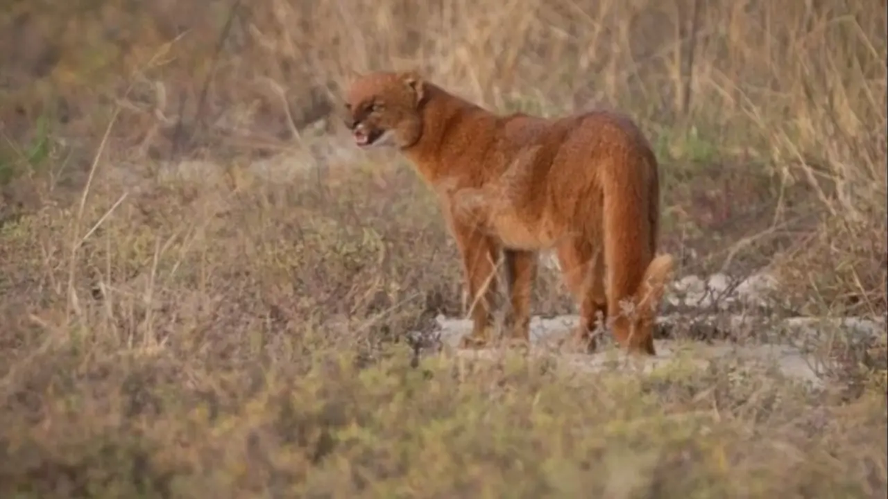 Un "puma pequeño" en libertad: el imperdible hallazgo en Tucumán que cautivó a los especialistas