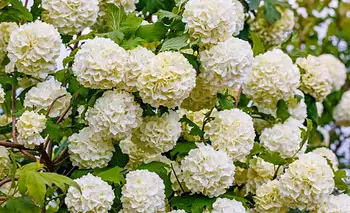 La planta de flores blancas que es resistente y fácil de cuidar | Jardinería