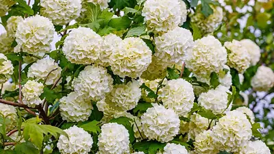 Asombro por la planta de flores blancas que es resistente y fácil de cuidar Asombro por la planta de flores blancas que es resistente y fácil de cuidar