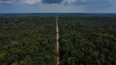 La innovadora técnica con cartón que frena malezas y salva bosques en Brasil La innovadora técnica con cartón que frena malezas y salva bosques en Brasil