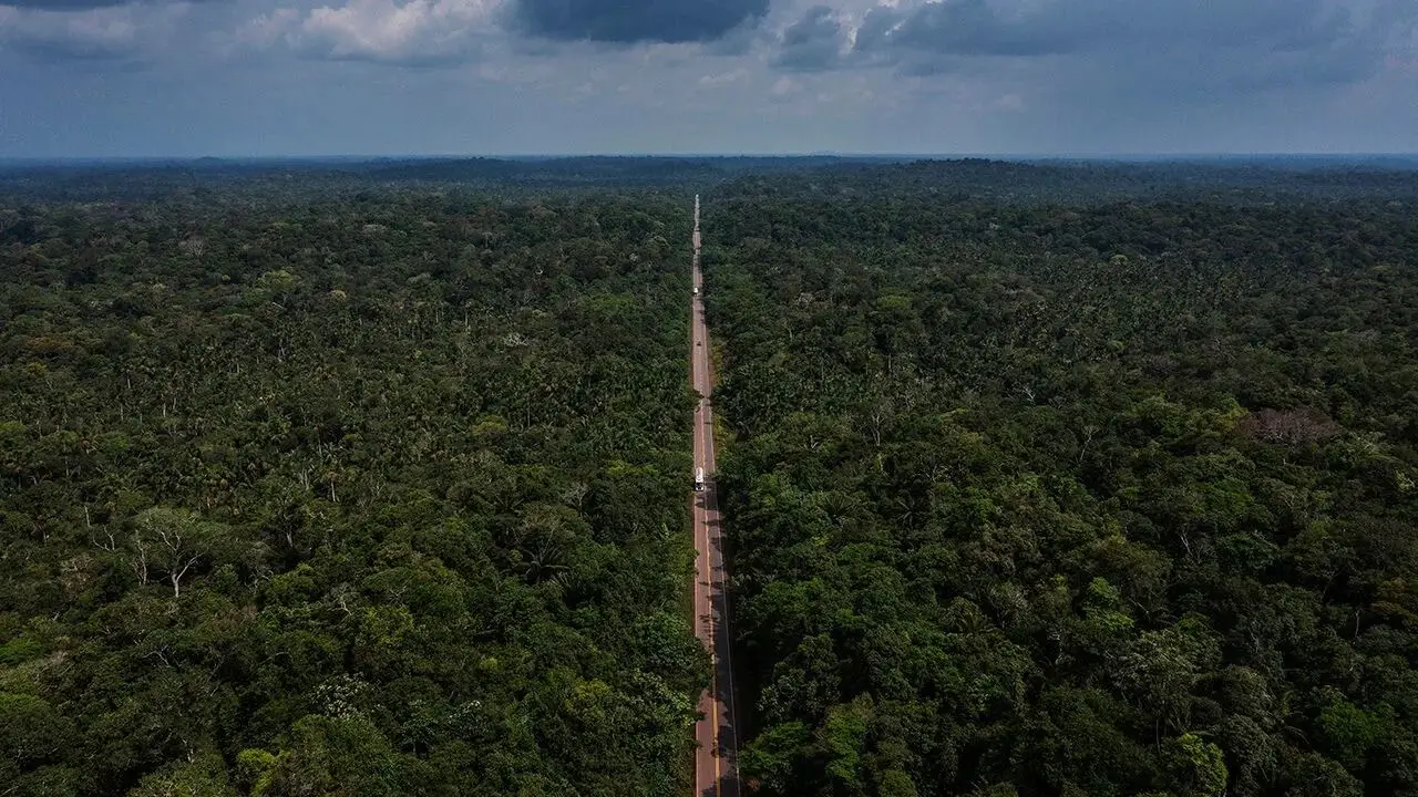 La innovadora técnica con cartón que frena malezas y salva bosques en Brasil