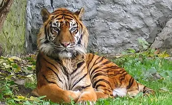 El tigre más raro del mundo tiene una nueva esperanza de vida | Animales