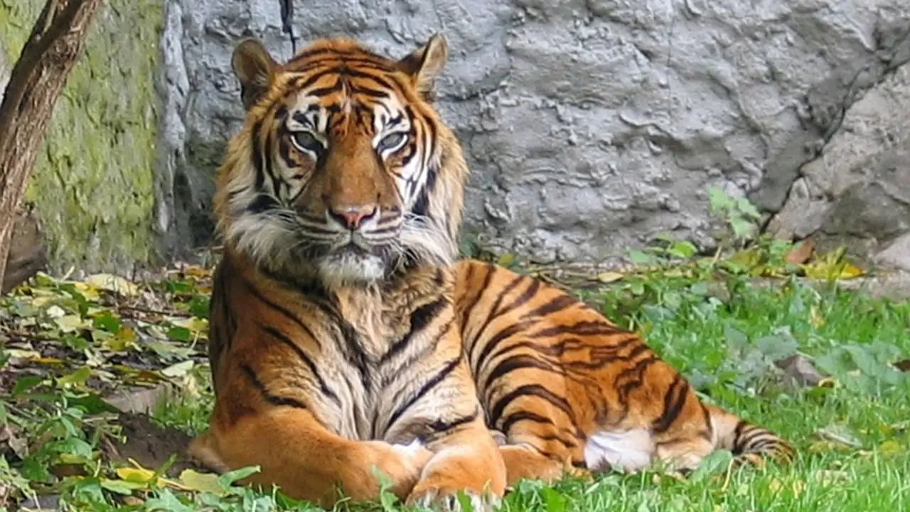 El tigre más raro del mundo tiene una nueva esperanza de vida tras el nacimiento de tres ejemplares