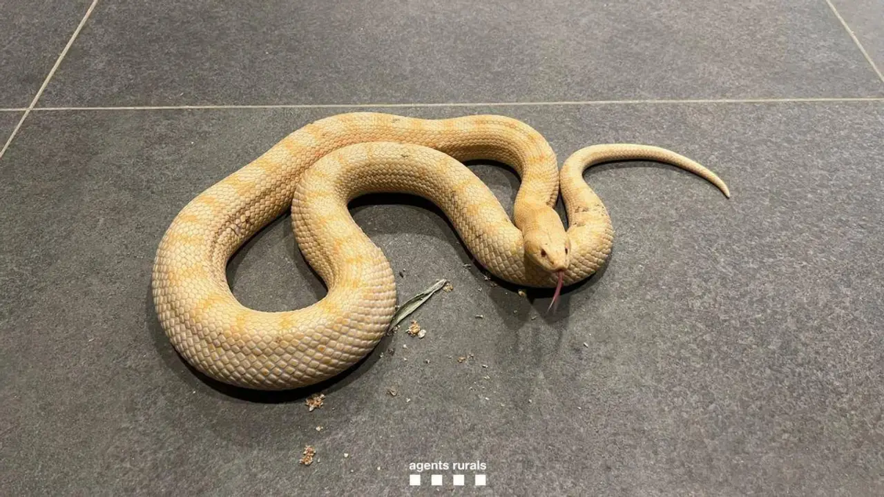 Serpiente.